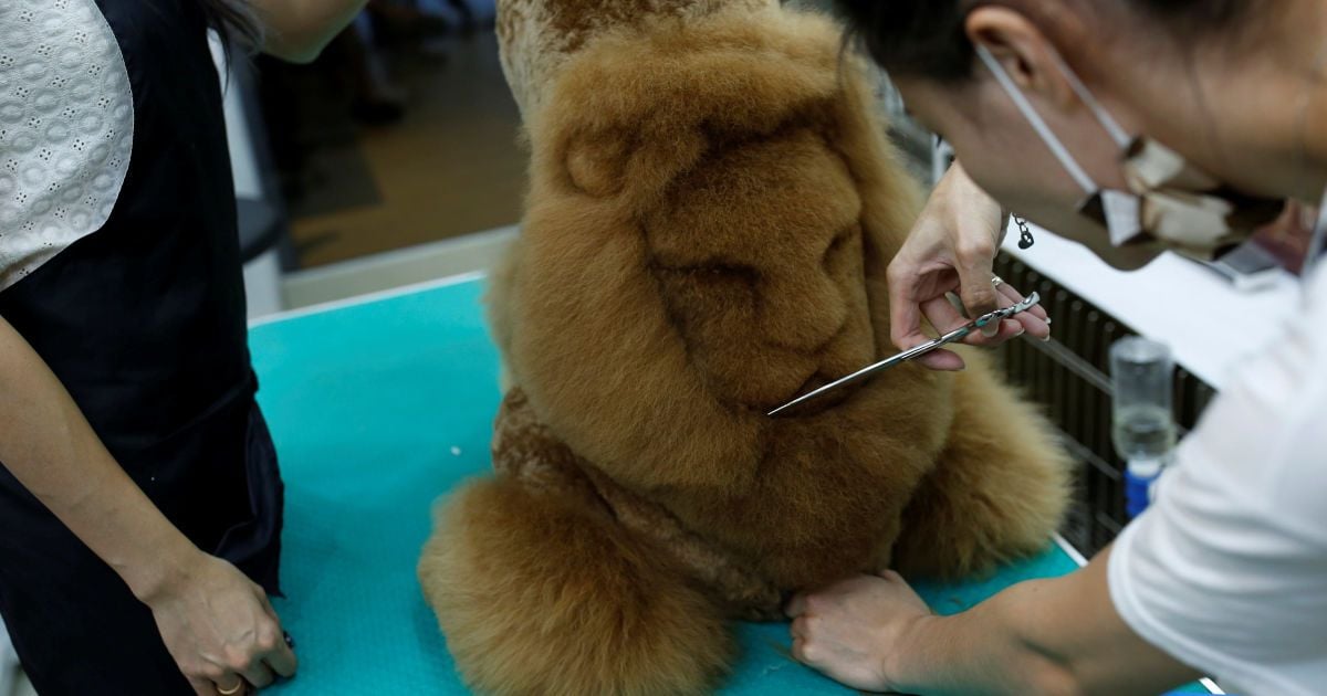 Коты-динозавры и собаки-львы. В Тайване животным сделали смешные "прически"