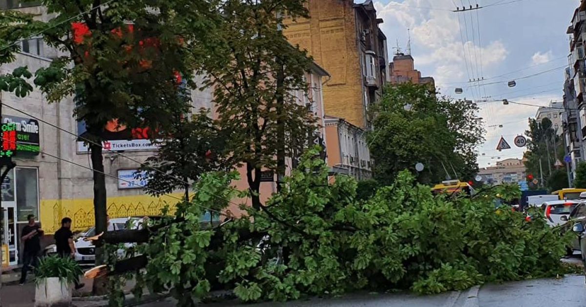 упав каштан_2 / © Борислав Береза / Facebook