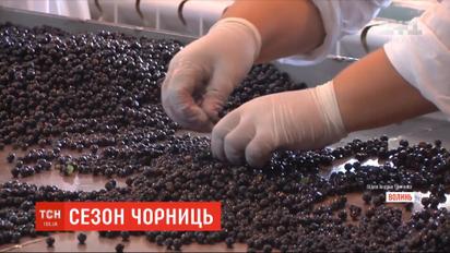 Черное золото: сколько в Украине стоит нынешняя черника