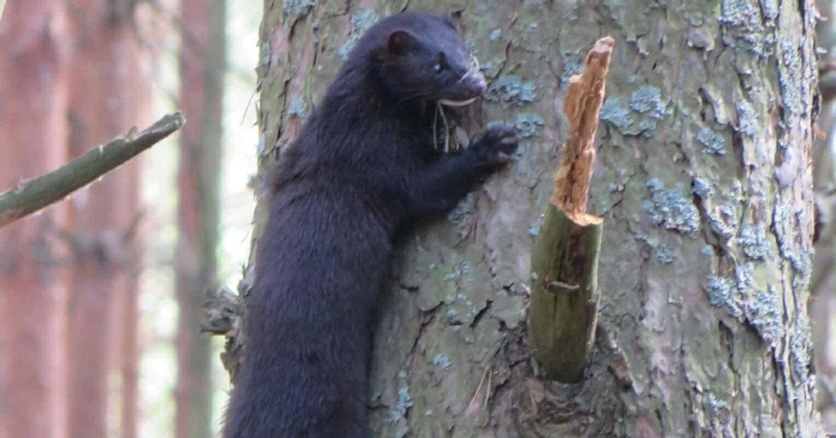 Американська норка