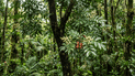 Copaifera lucens