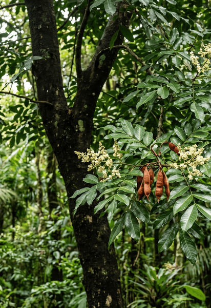 Copaifera lucens