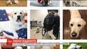 Фото песика Джорджа Буша-старшого розчулило мільйони людей у світі