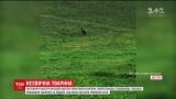 На севере Австрии заметили одинокого кенгуру