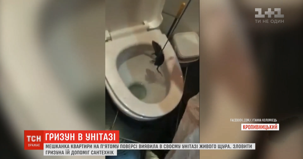 У Кропивницькому мешканка багатоповерхівки знайшла в туалеті живого щура