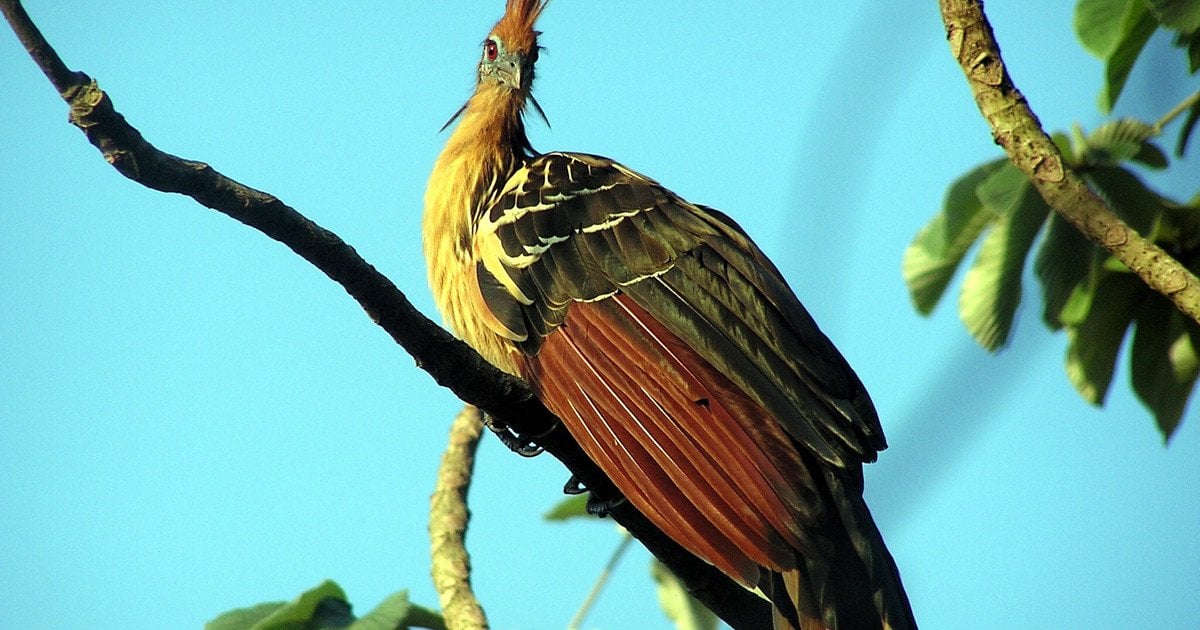 Гоацин. Фото: Linda De Volder/CC BY-SA 3.0