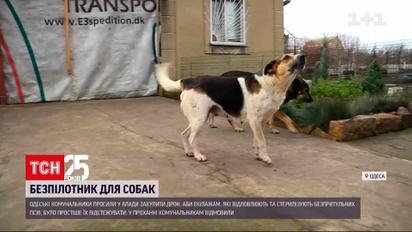 Одеські комунальники хотіли відстежувати чотирилапих безхатьків з дрона | Новини України