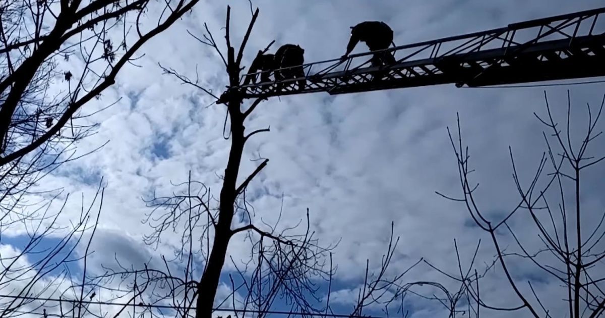 В Хмельницком спасатели сняли с дерева травмированного мужчину