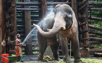 Из-за пандемии коронавируса тысячам слонов в Таиланде может грозить голодная смерть