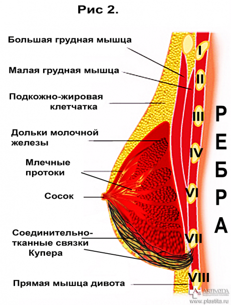  / © medicfoto.ru