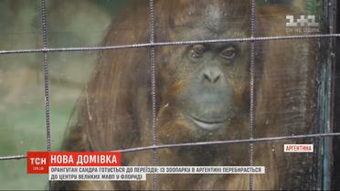 Аргентинский орангутан Сандра готовится к переезду во Флориду