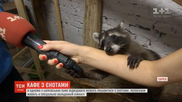 Поиграть с енотами отныне можно в харьковской кофейне
