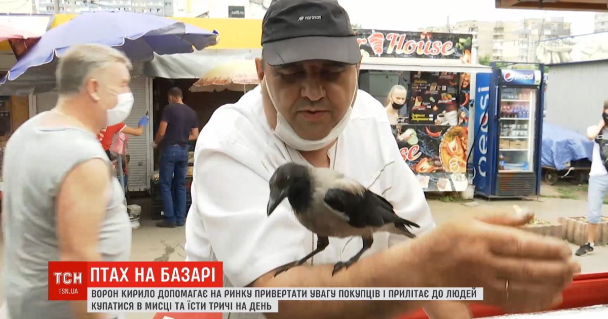 Умный и харизматичный: ворон по имени Кирилл дружит с продавцами рынка