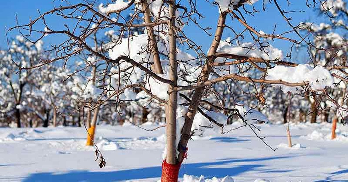 Сад у січні