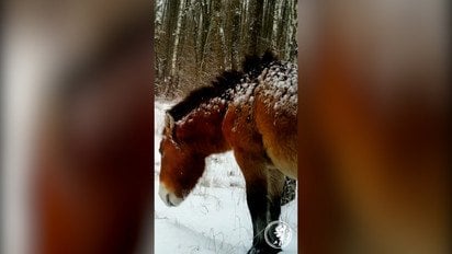 Как зимуют кони Пржевальского в Чернобыльском заповеднике