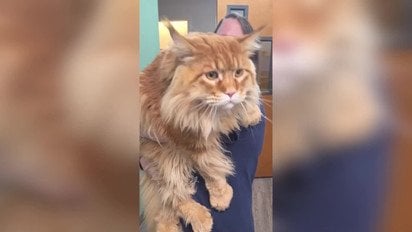 У Мережі показали, який вигляд має один із найбільших домашніх котів у світі