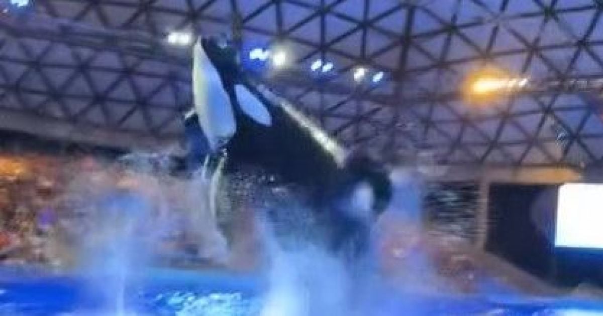 Косатка в аквапарке