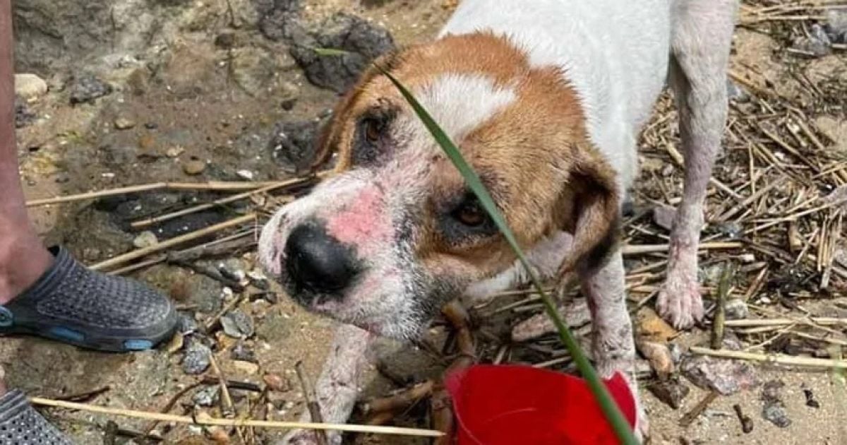 На Одесщине спасли собачку, дрейфующую на доске в море