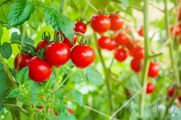 Что нужно сделать в саду в августе / © Credits