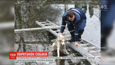 На Волині безпритульний пес застряг посеред замерзлої річки Прип'ять