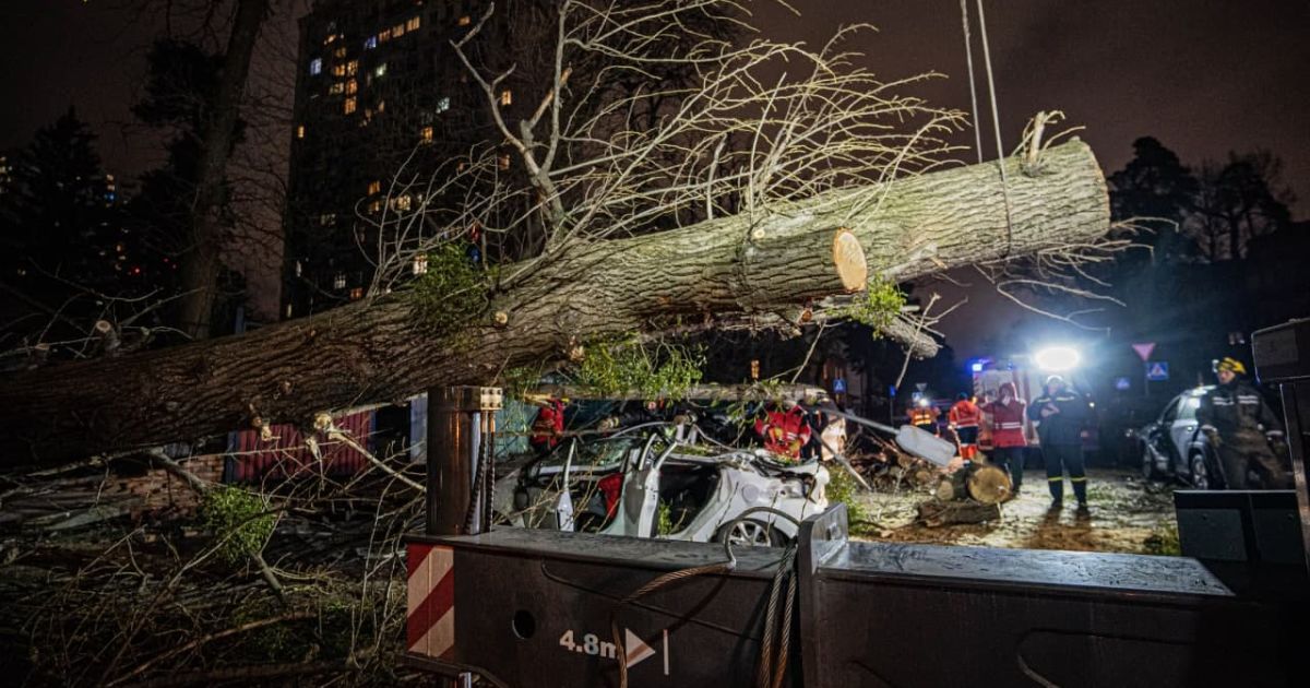 Дерево вбило чоловіка_3 / © ГУ ГСЧС в Киеве