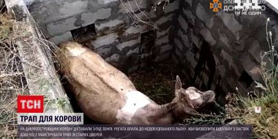 Новини України: у Дніпропетровській області рятували корову з ями завглибшки 2,5 метра
