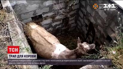 Новини України: у Дніпропетровській області рятували корову з ями завглибшки 2,5 метра