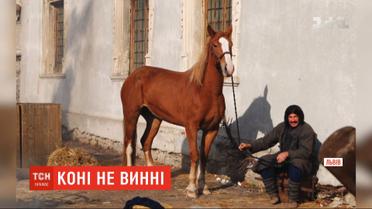 Зоозащитники требуют запретить конные прогулки по Львову