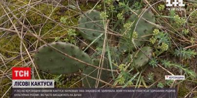 Новости Украины: в Херсонской области прямо посреди леса обнаружили кактусы