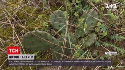 Новости Украины: в Херсонской области прямо посреди леса обнаружили кактусы