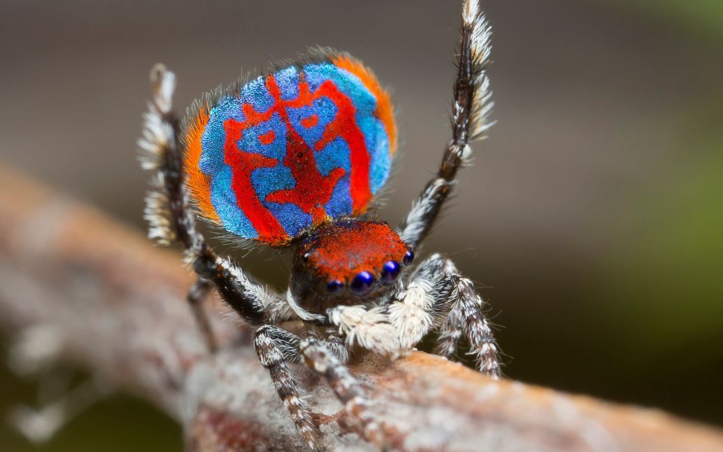 Образец недавно обнаруженного австралийского паука, Maratus Bubo. / © Reuters