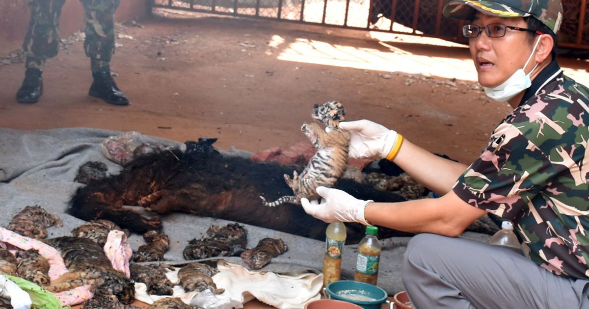 В морозилке буддийского храма нашли 40 мертвых тигрят