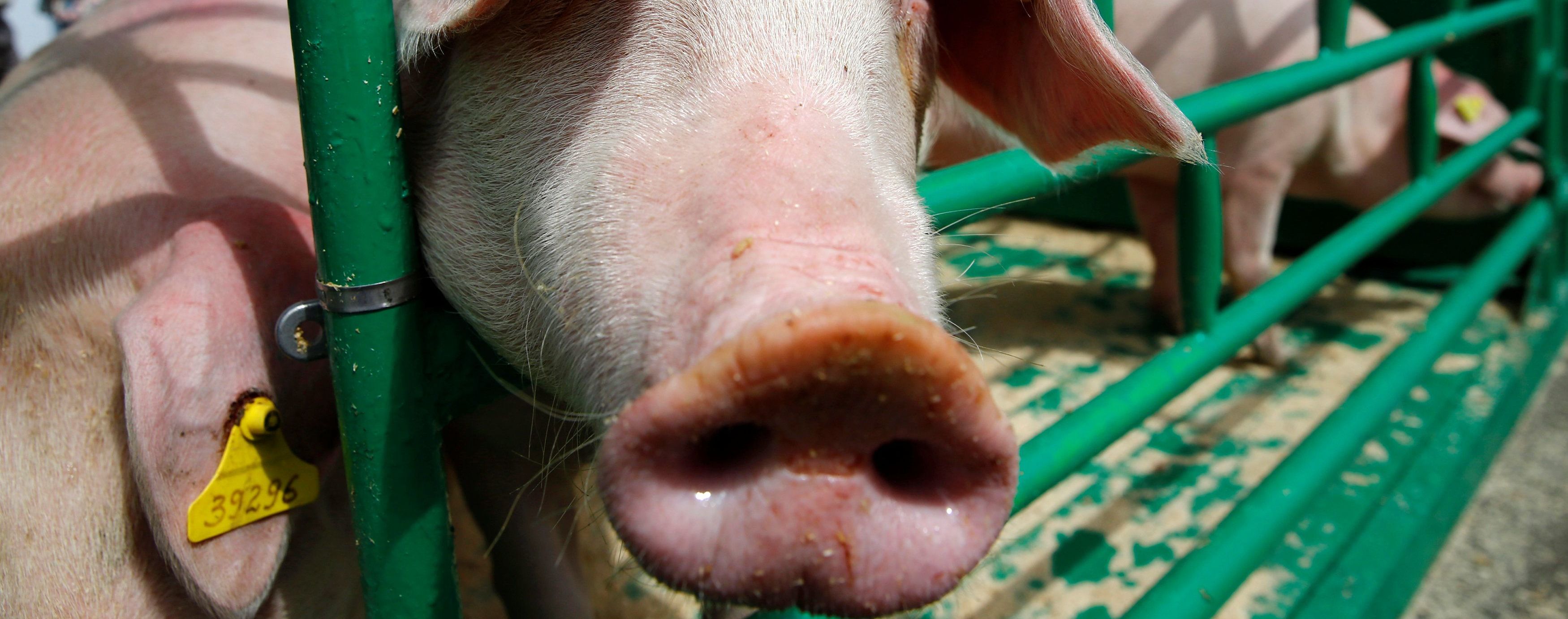 На Буковине из-за вспышки африканской чумы забьют более тысячи свиней