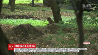 В Виннице разыскивают обезьяну, которая сбежала из мини-зоопарка