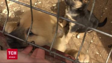 Евакуація тварин з фронту: покинутих тварин везуть в Сумський притулок