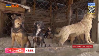 #поддержи_лапки: как украинцы могут помочь животным сейчас