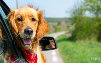 У дорогу з собакою: 10 головних порад від експерта з домашніх тварин