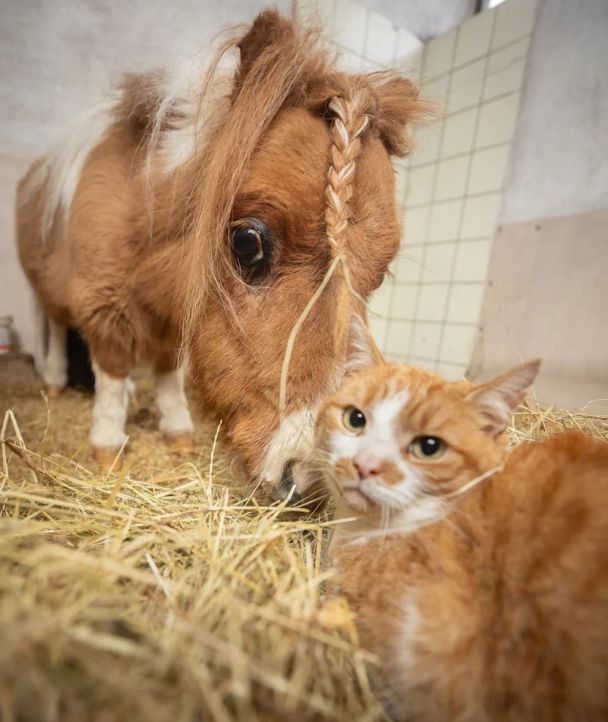 Поні Памукель зі своїм другом –  котом Робіном / © The Bild