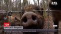 Волинські лісівники проклали туристичний 3D маршрут в ботанічний заказник | Новини України