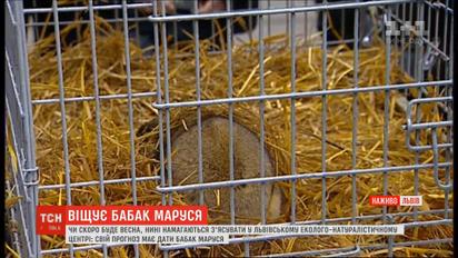 Чи скоро прийде весна: прогноз від бабака Марусі