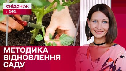 Друге життя для вашого саду: як зелене живцювання допоможе відновити улюблені рослини?