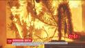 Пожежники провели традиційне спалення новорічної ялинки