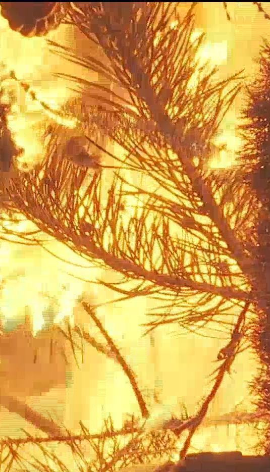 Пожежники провели традиційне спалення новорічної ялинки