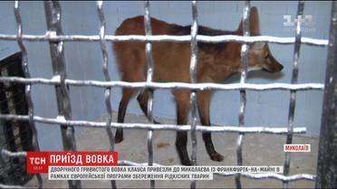 В український зоопарк доправили хижака, занесеного до Міжнародної Червоної книги