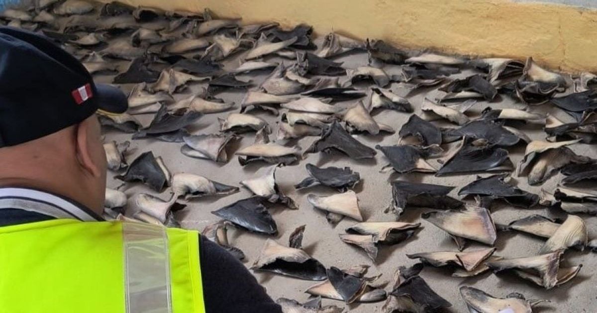 Полиция изъяла 1,3 тонны акульих плавников