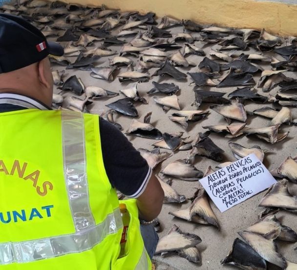 Полиция изъяла 1,3 тонны акульих плавников / © скриншот с видео