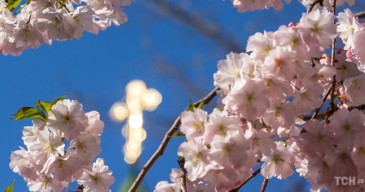 Цветущая вишня