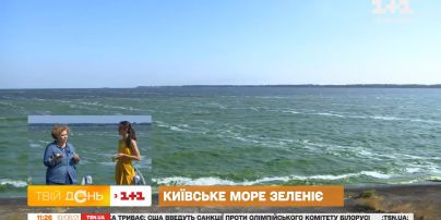 Київське море позеленіло: чи впливає це на якість питної води