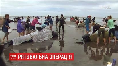 В Новій Зеландії із океану на берег викинулися чотири сотні китів