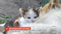 Материнский инстинкт: на Волыни собака пригрела трех котят